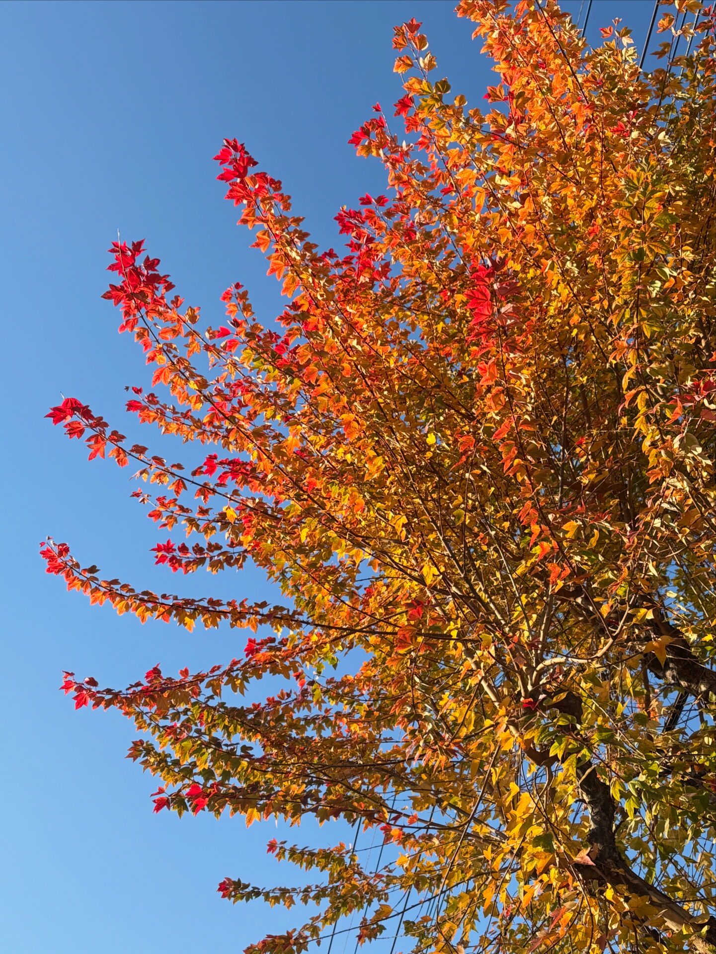 彩鮮やかモミジバフウ🍁