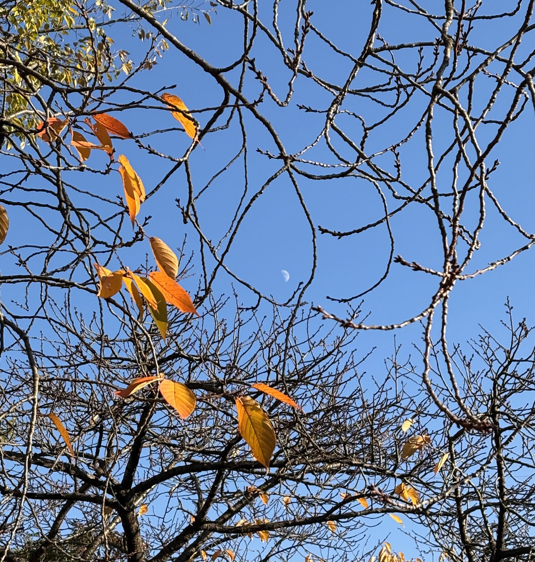 お月様に紅葉の額縁🍁